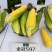 北京四海金冠597鲜食甜玉米种子超甜水果玉米种子国审玉