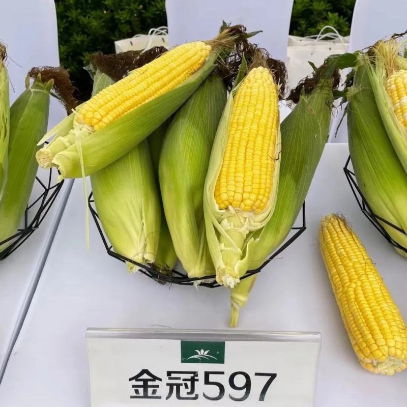 北京四海金冠597鲜食甜玉米种子超甜水果玉米种子国审玉