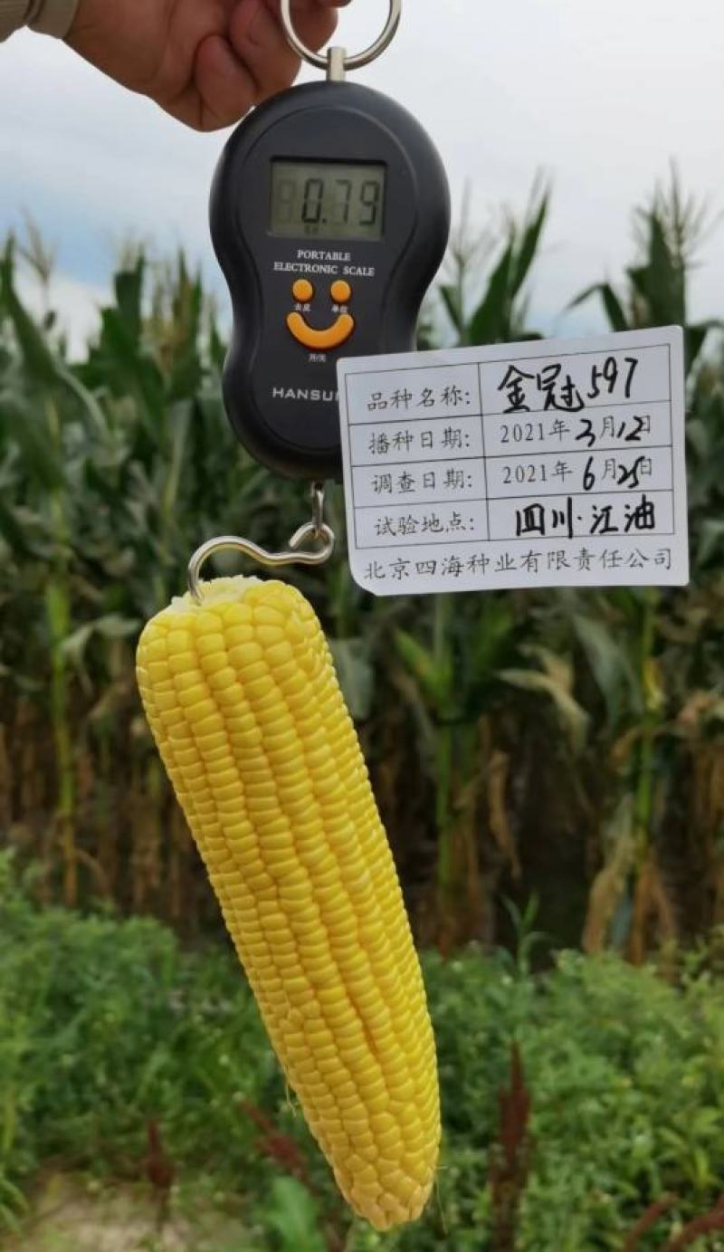 北京四海金冠597鲜食甜玉米种子超甜水果玉米种子国审玉