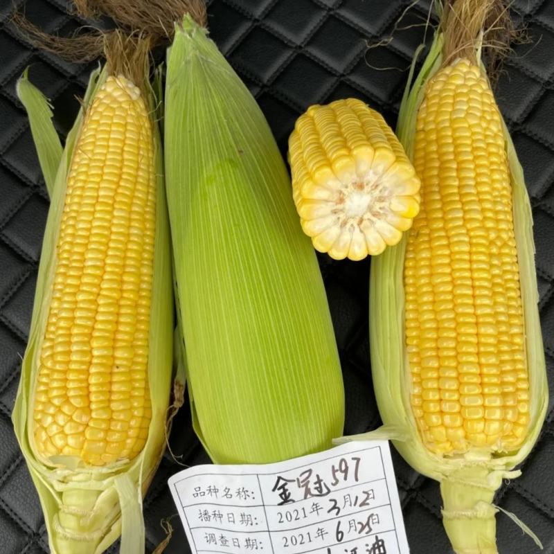 北京四海金冠597鲜食甜玉米种子超甜水果玉米种子国审玉