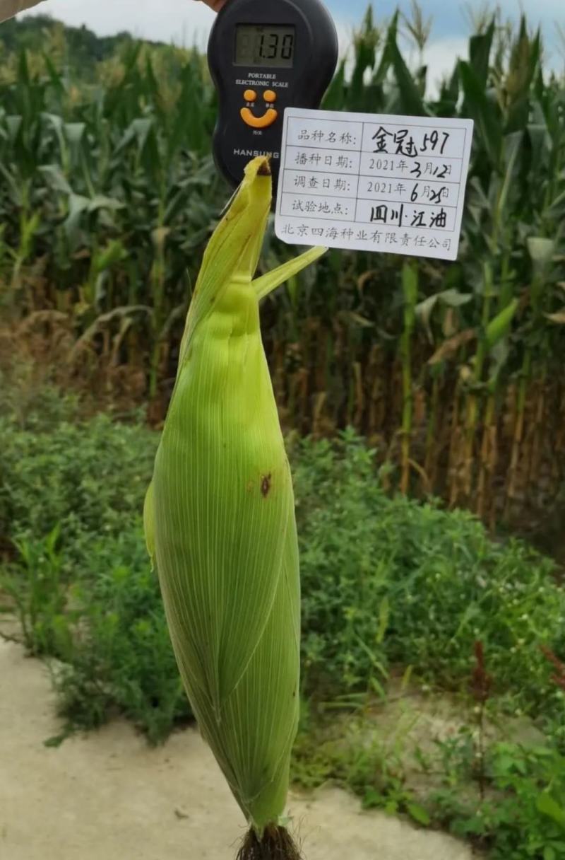 北京四海金冠597鲜食甜玉米种子超甜水果玉米种子国审玉