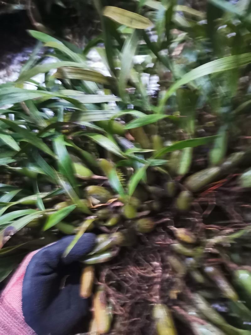 云南文山产地双叶大果，石橄榄味不苦不辣挑选干净发货