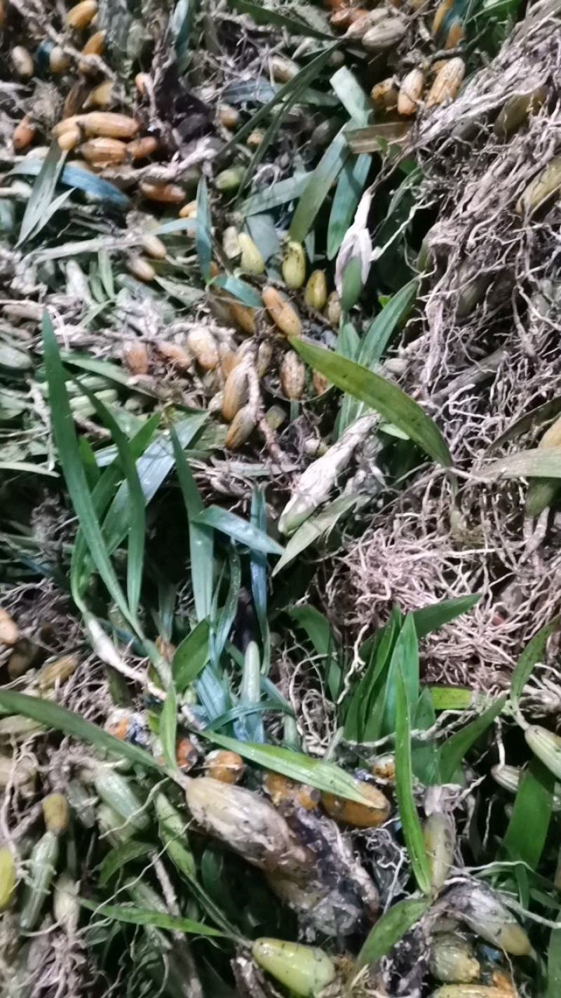 云南文山产地双叶大果，石橄榄味不苦不辣挑选干净发货