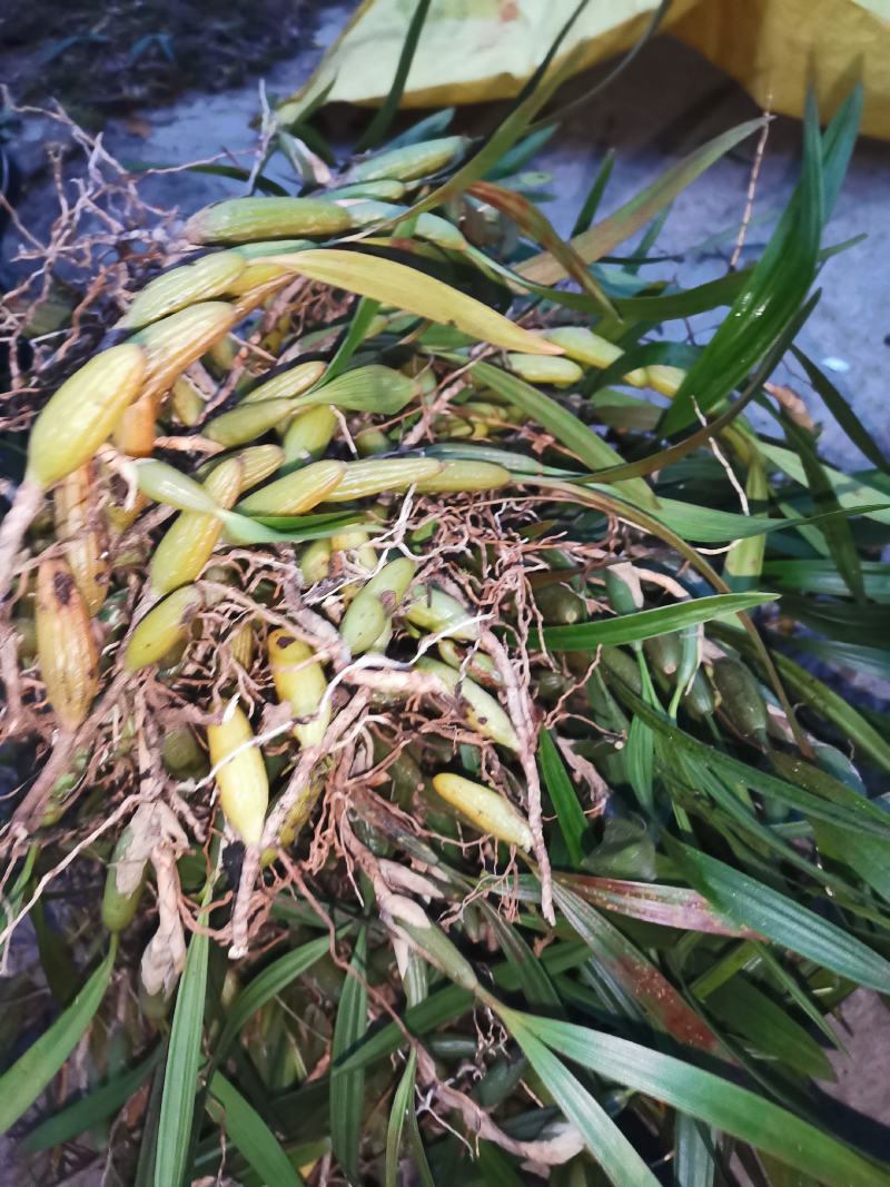 云南文山产地双叶大果，石橄榄味不苦不辣挑选干净发货