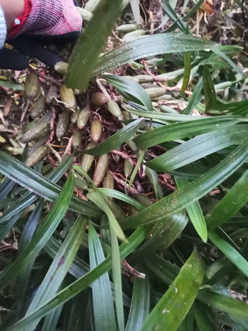 云南文山产地双叶大果，石橄榄味不苦不辣挑选干净发货