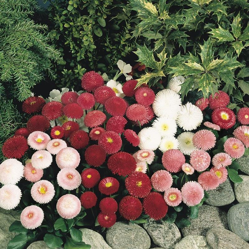 雏菊种子四季种易活开花不断花种子室内外花卉植物种籽盆栽