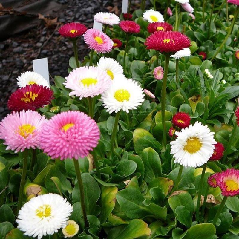 雏菊种子四季种易活开花不断花种子室内外花卉植物种籽盆栽