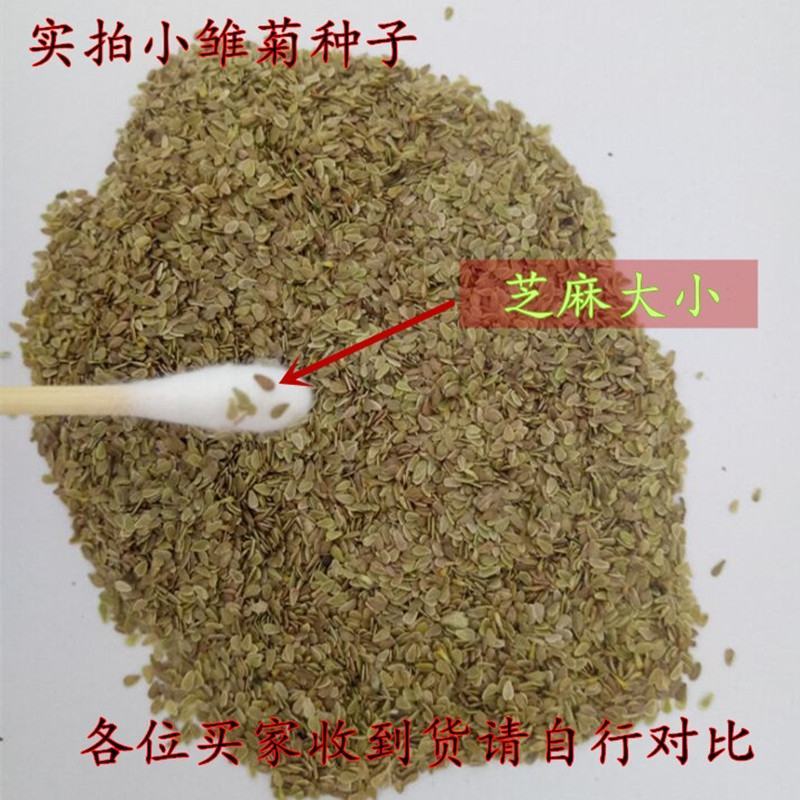 雏菊种子四季种易活开花不断花种子室内外花卉植物种籽盆栽