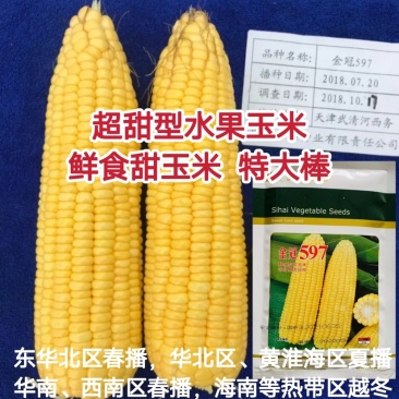 超甜水果玉米种子特大棒鲜食甜玉米种子金冠597黄甜玉米