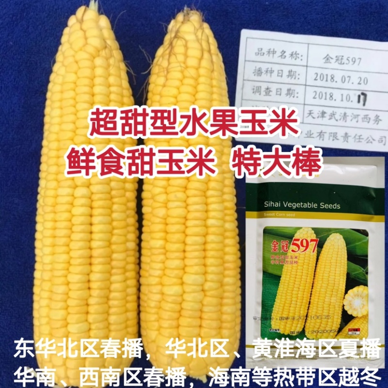 超甜水果玉米种子特大棒鲜食甜玉米种子金冠597黄甜玉米