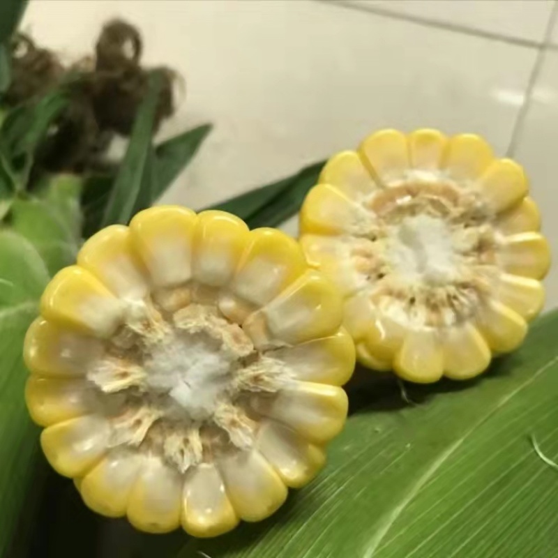 超甜水果玉米种子特大棒鲜食甜玉米种子金冠597黄甜玉米