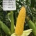 超甜水果玉米种子特大棒鲜食甜玉米种子金冠597黄甜玉米