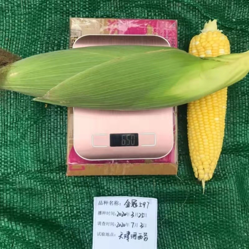 超甜水果玉米种子特大棒鲜食甜玉米种子金冠597黄甜玉米