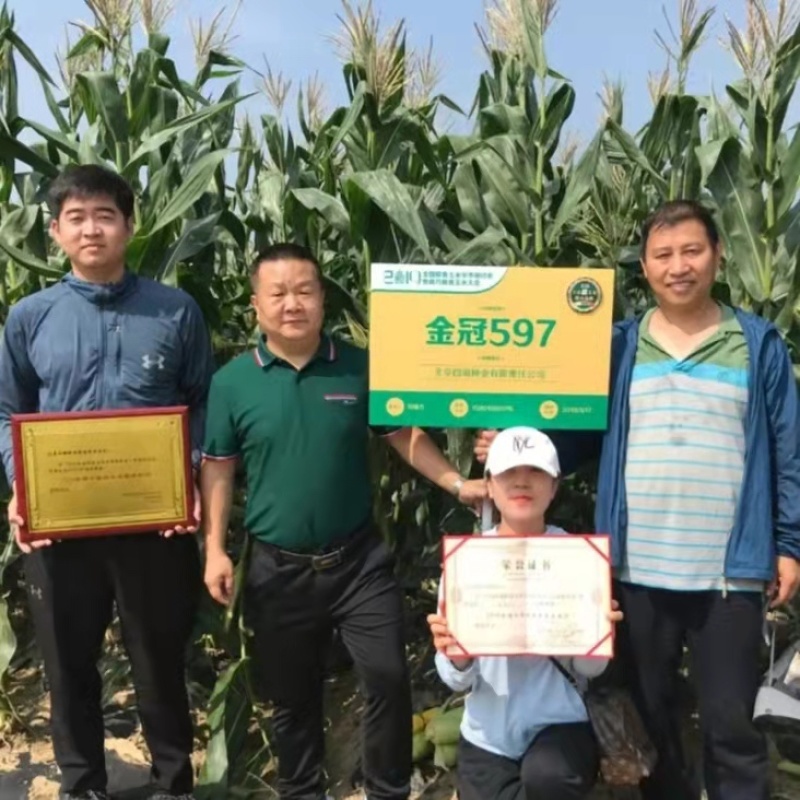 超甜水果玉米种子特大棒鲜食甜玉米种子金冠597黄甜玉米