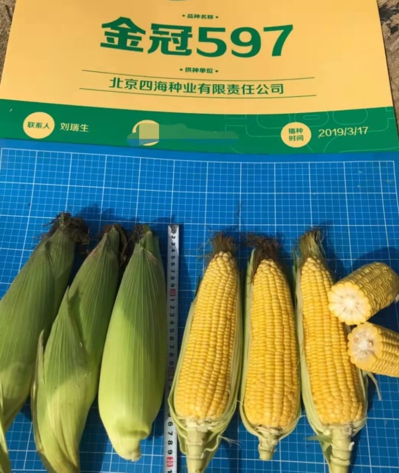 超甜水果玉米种子特大棒鲜食甜玉米种子金冠597黄甜玉米