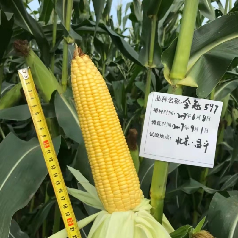 超甜水果玉米种子特大棒鲜食甜玉米种子金冠597黄甜玉米