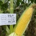 超甜水果玉米种子特大棒鲜食甜玉米种子金冠597黄甜玉米