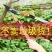 包邮修剪树枝剪刀粗枝剪伸缩园林果树强力大力工具摘水果神器
