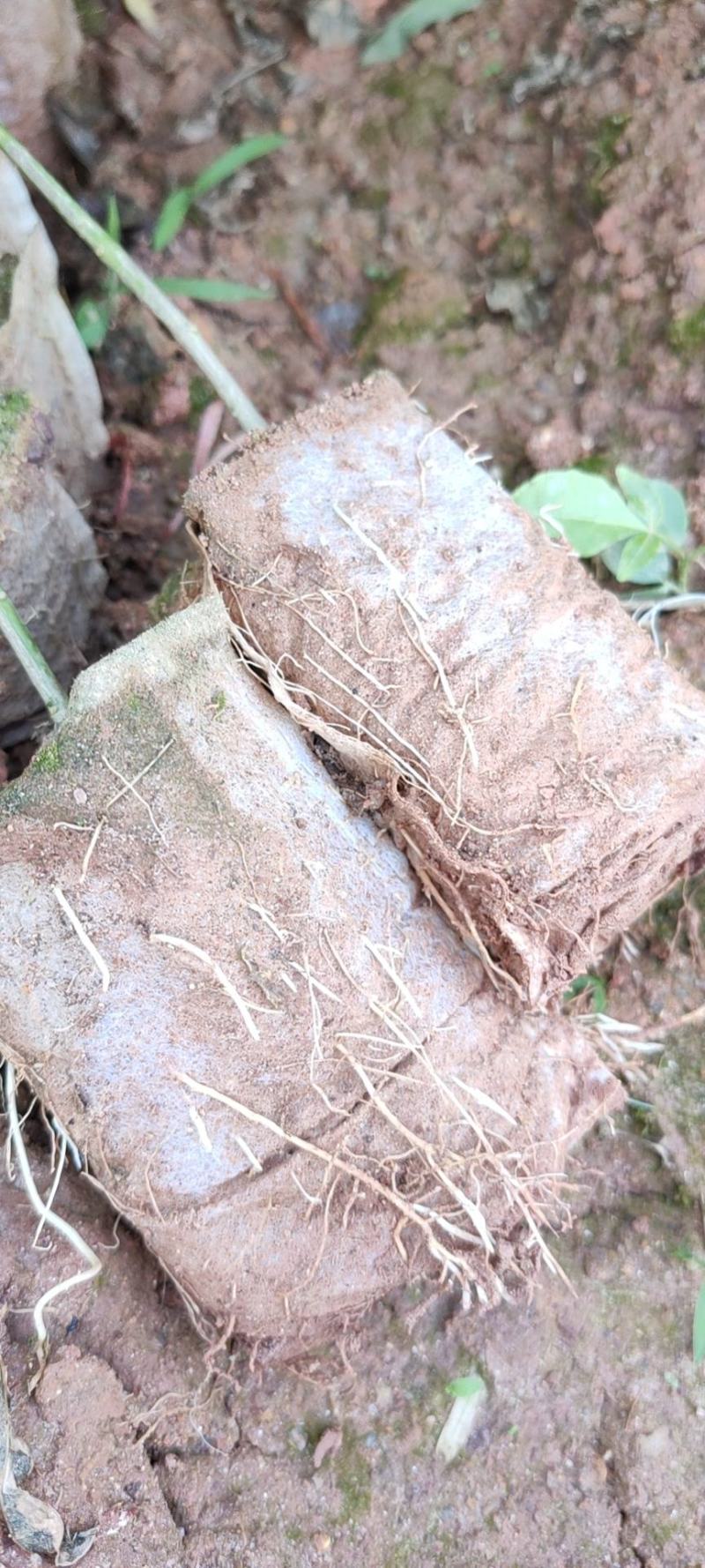 三桠苦苗三叉苦苗三叉虎苗基地直销品种纯正欢迎来电咨询