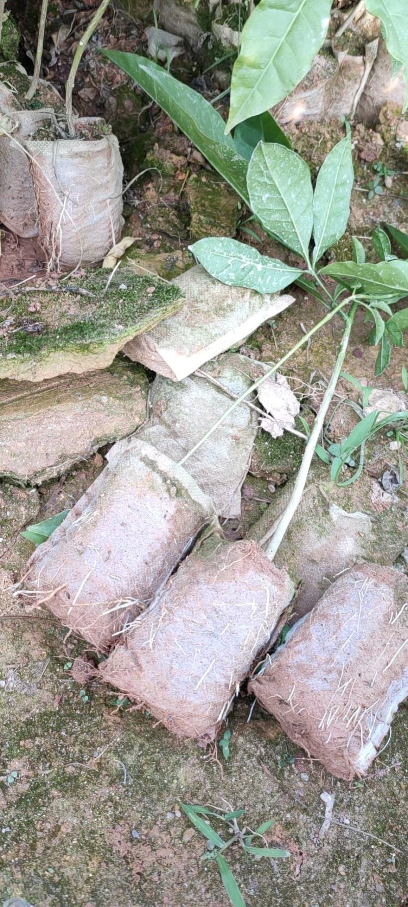 三桠苦苗三叉苦苗三叉虎苗基地直销品种纯正欢迎来电咨询