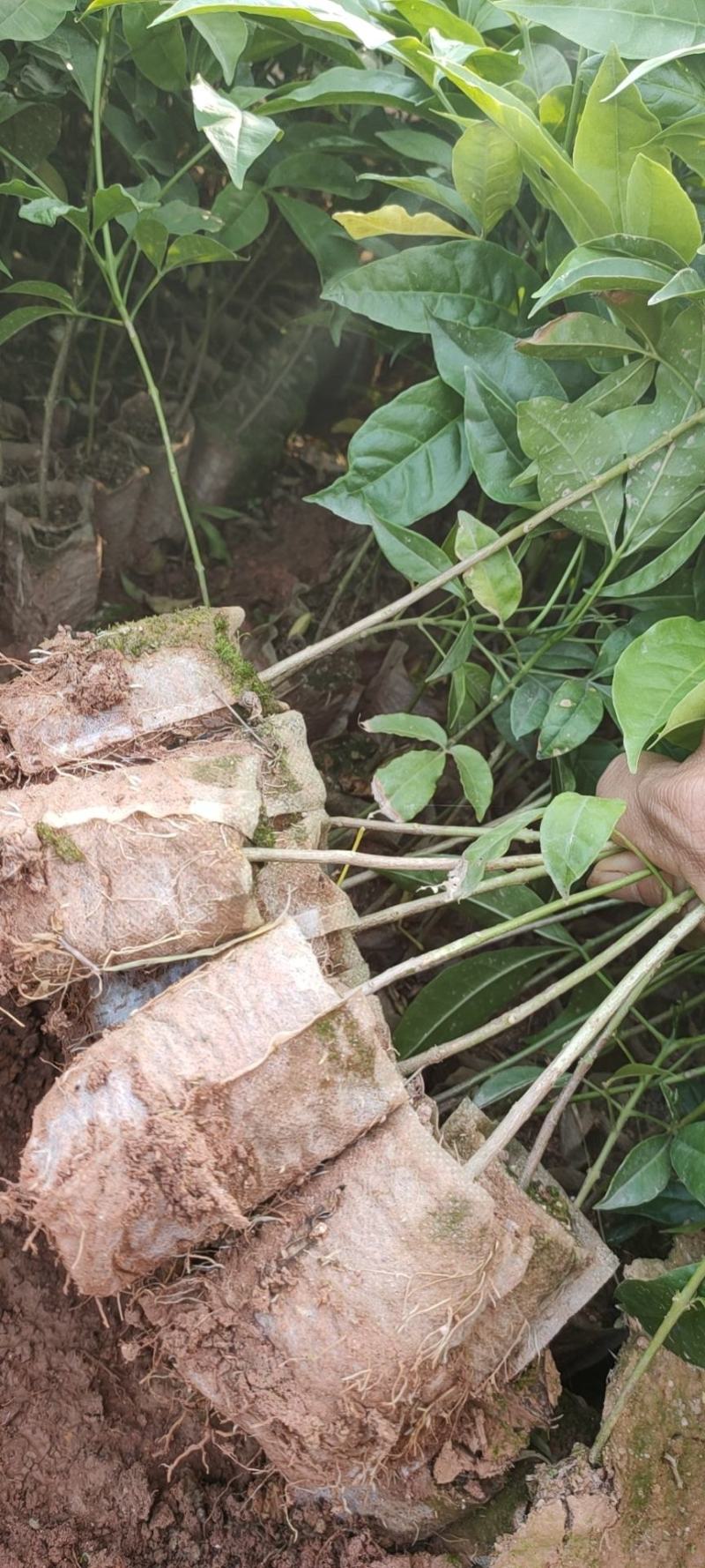 三桠苦苗三叉苦苗三叉虎苗基地直销品种纯正欢迎来电咨询