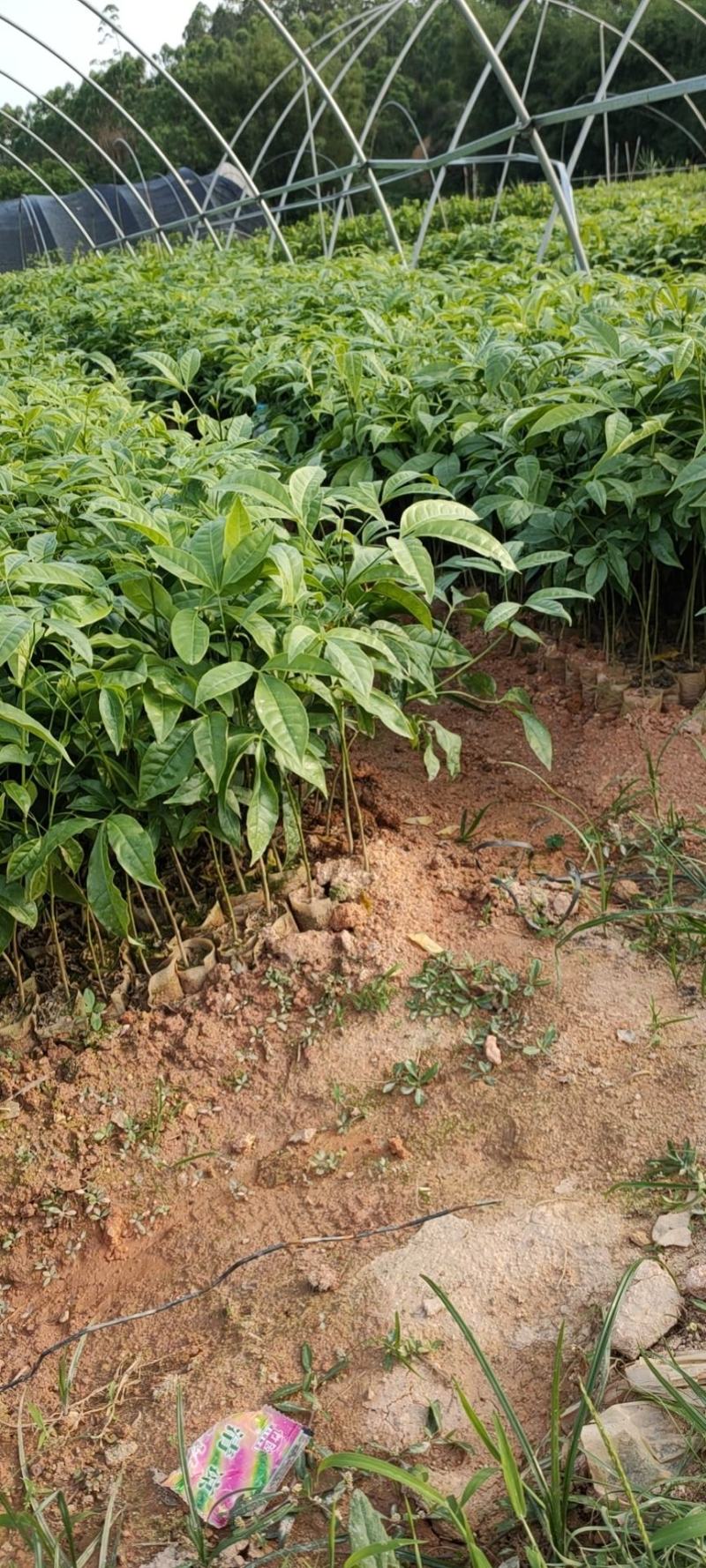 三桠苦苗三叉苦苗三叉虎苗基地直销品种纯正欢迎来电咨询