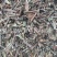 【猫须草】@【同欢药材】中药材批发供应规格齐全