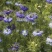 黑种草种子四季播种开花波斯宝石室外庭院易活阳台盆栽花种籽