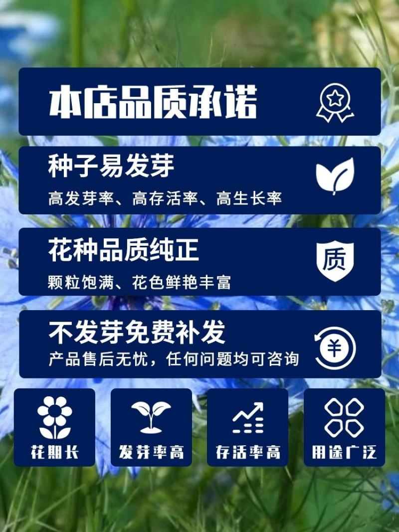 黑种草种子四季播种开花波斯宝石室外庭院易活阳台盆栽花种籽