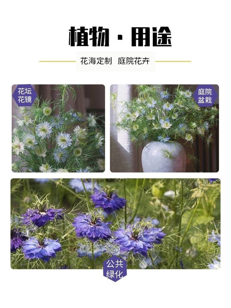 黑种草种子四季播种开花波斯宝石室外庭院易活阳台盆栽花种籽
