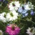 黑种草种子四季播种开花波斯宝石室外庭院易活阳台盆栽花种籽