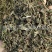 【旱莲草墨旱莲】@【同欢药材】中药材批发供应