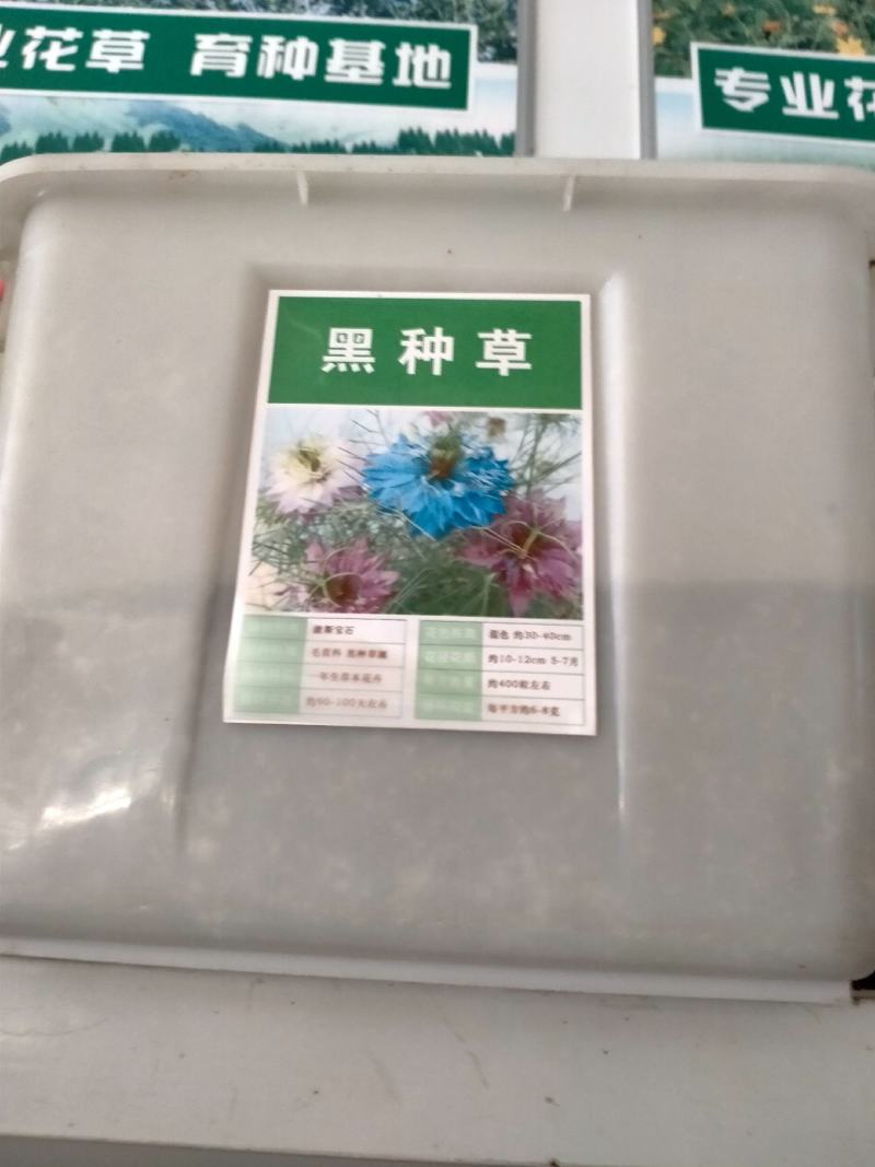 黑种草种子四季播种开花波斯宝石室外庭院易活阳台盆栽花种籽