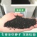黑种草种子四季播种开花波斯宝石室外庭院易活阳台盆栽花种籽