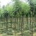 合欢花树苗小苗1米高绒花树芙蓉树1/2/3/5/6公分