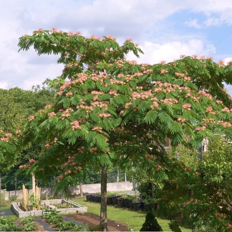 合欢花树苗小苗1米高绒花树芙蓉树1/2/3/5/6公分