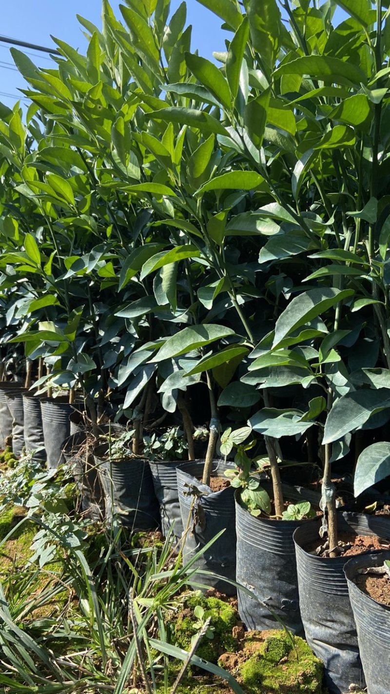 香橙头沃柑杯苗，砂糖橘杯苗，正宗广西沃柑苗无病虫灾