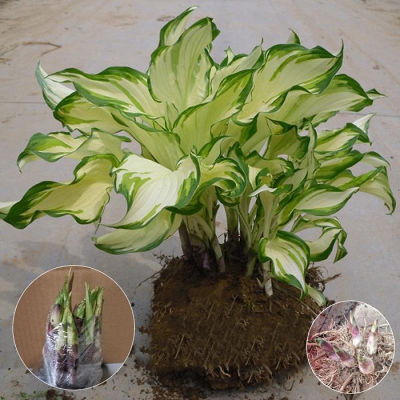 玉簪花苗价格青叶玉簪花叶金边玉簪花坛花镜花海绿化盆栽