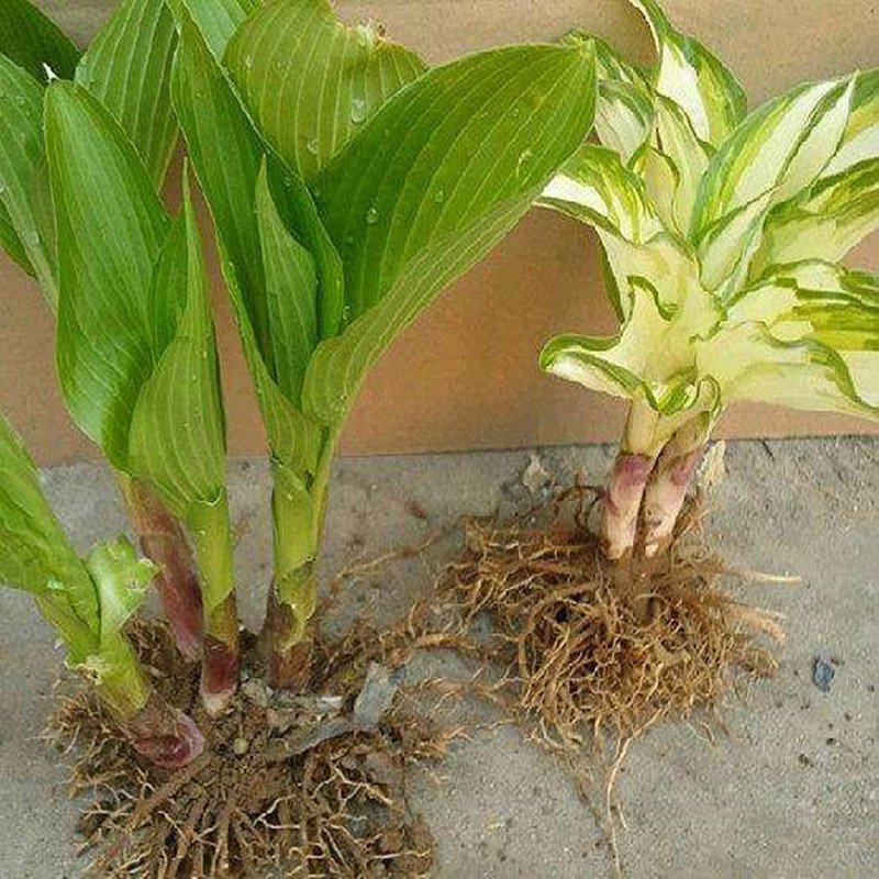 青叶玉簪金边玉簪花叶玉簪宿根花卉小苗价格花坛花镜