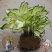 青叶玉簪金边玉簪花叶玉簪宿根花卉小苗价格花坛花镜