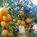 红江橙产地直达专线水果代办以及农户