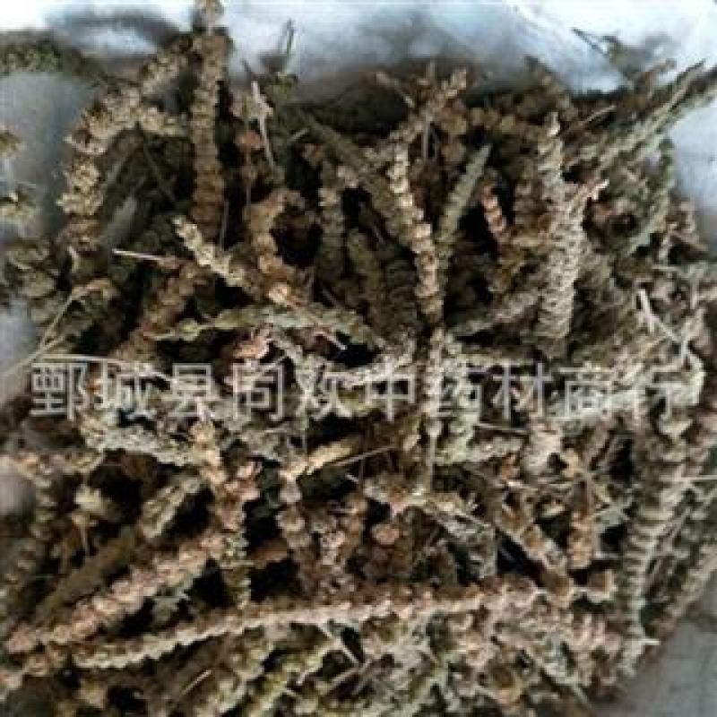 【颜色好荆芥穗】@【同欢药材】中药材批发供应