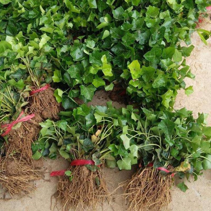 常青藤常春藤绿化盆栽爬藤攀缘植物花坛花镜山体绿化