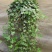 常青藤常春藤绿化盆栽爬藤攀缘植物花坛花镜山体绿化
