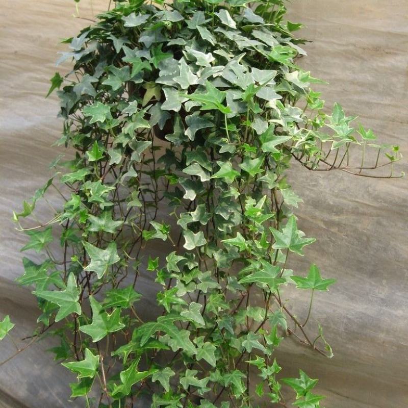 常青藤常春藤绿化盆栽爬藤攀缘植物花坛花镜山体绿化
