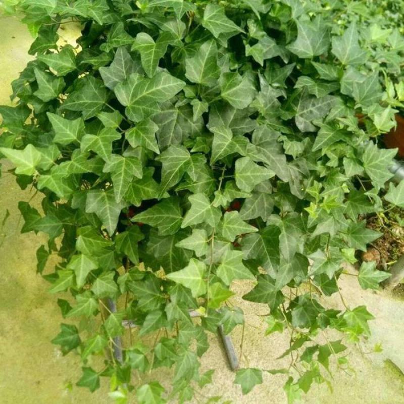 常青藤常春藤绿化盆栽爬藤攀缘植物花坛花镜山体绿化