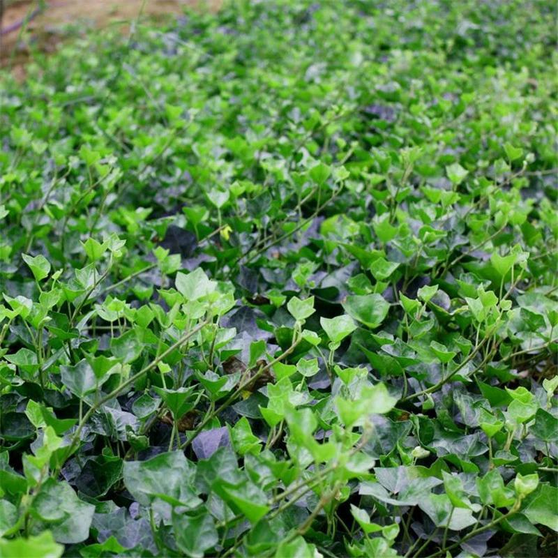 常青藤常春藤绿化盆栽爬藤攀缘植物花坛花镜山体绿化