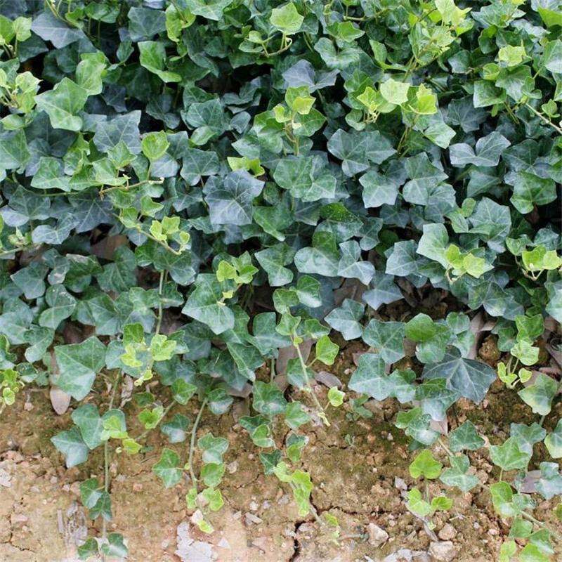 常青藤常春藤绿化盆栽爬藤攀缘植物花坛花镜山体绿化