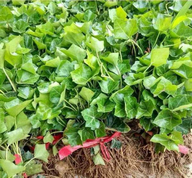 常青藤常春藤绿化盆栽爬藤攀缘植物花坛花镜山体绿化