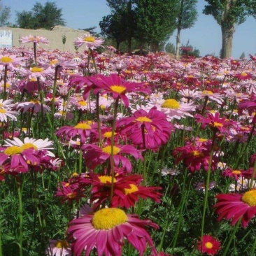 除虫菊种子驱蚊草驱虫菊花种籽子多年生混色花种子四季易活盆
